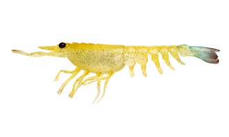 Switcher Shrimp 3.5